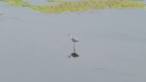 Grey Heron standing in River waiting for Fish.