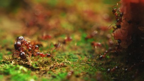 Close up of ants communicate with each other group of ant colony looking for food insect wildlife 4k footage 