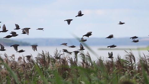 starlings fly over the reeds slow motion