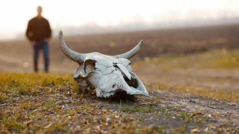 Skull of a bull in the field on sunset, man goes into the distance
