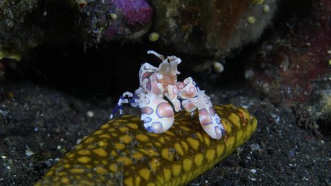 Harlequin shrimp - Hymenocera picta (feeding on a starfish). Underwater macro video. Tulamben, Bali, Indonesia.