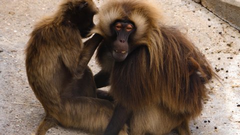 Bleeding heart monkey, also called gelada baboon, is grooming an adult male monkey. Monkey being groomed looks toward the camera
