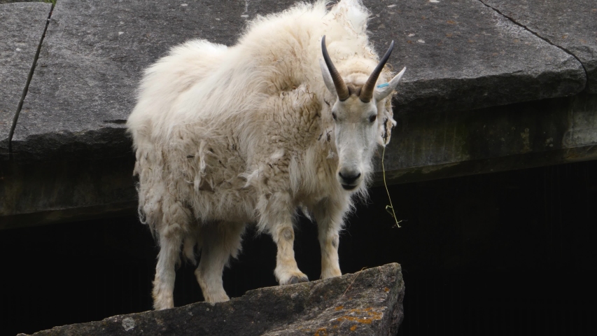 A Rocky Mountain goat is standing on a flat rock. 