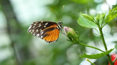 Orange, white and black butterfly sits on a flower bud,