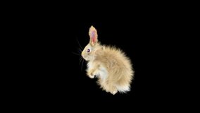 Rabbit Dancing CG fur, 3d rendering, animal realistic CGI VFX. composition 3d mapping, cartoon, Included in the end of the clip with Luma matte.