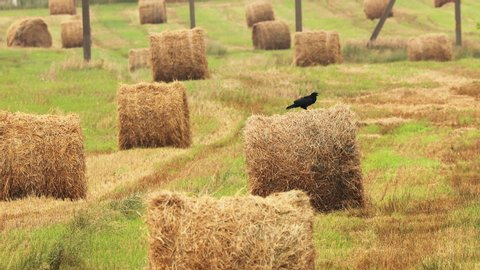 Wild Bird Common Raven - Corvus Corax Sitting On Hay Bale In Summer Field. Belarus, Belarusian Nature.