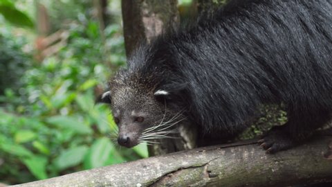 Close up of Binturong or bearcat walking left to right on log