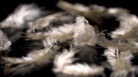 Brown mottled feathers rotation background. Loop motion