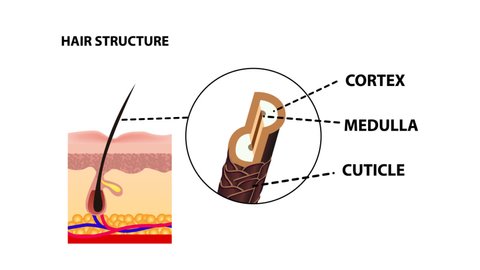 structure of human hair. Anatomy of the skin and hair. Cross section of the skin layers. Detailed medical animation