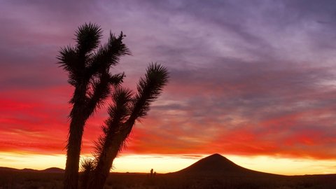 Colorful Red, Purple, Orange, Yellow Desert Sunrise with Silhouette Joshua Tree