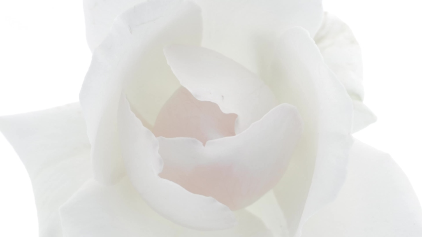 Beautiful opening pink rose on white background. Petals of Blooming pink rose flower open, time lapse, close-up. Holiday, love, birthday design backdrop. Bud closeup. Macro. 4K UHD video timelapse