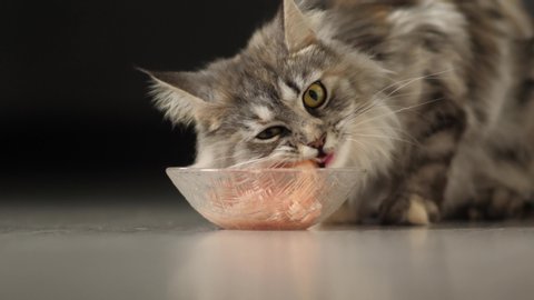 Maine Coon Cat eats tasty salmon from the dish