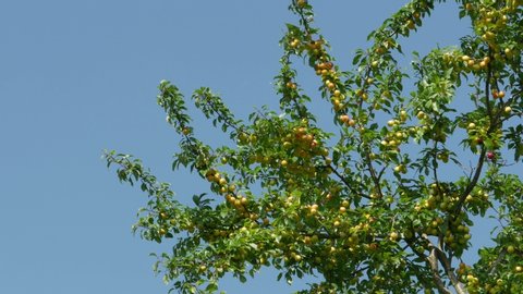 Branches with yellow plums against the blue sky. 