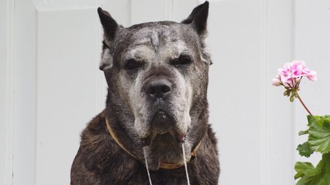 Portrait of a Drooling Adorable Cane Corso Dog.