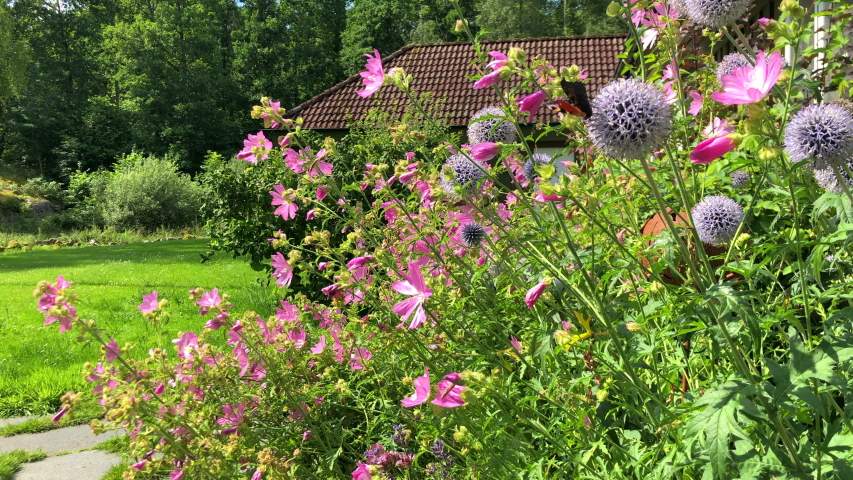 Outdoor backdrop of pollinators buzzing around a cottage flowerbed in full bloom in July 2020. Butterflies, bees and other bugs gather nectar from blue globe thistles and pink musk mallow flowers. Royalty-Free Stock Footage #1057728115