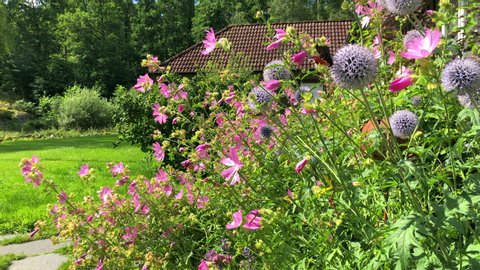 Outdoor backdrop of pollinators buzzing around a cottage flowerbed in full bloom in July 2020. Butterflies, bees and other bugs gather nectar from blue globe thistles and pink musk mallow flowers.