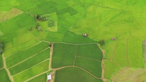 Aerial view of agriculture in rice fields for cultivation in  Sapan village, Nan province, Thailand