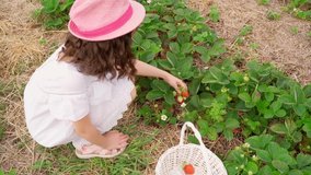 Beautiful girl sits between the beds with growing and ripening strawberries picking harvests berries and puts in  white basket. smiling satisfied. Video footage. Happy summer time farm helper fun