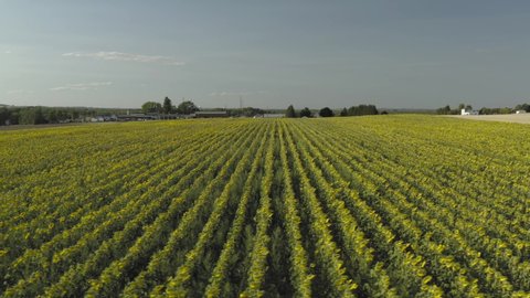 Rows of Sunflowers stretching across field, Aerial track right to left