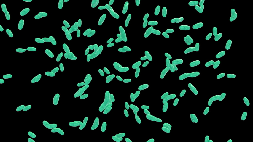 Multiplication of Bacteria, 3d Animation Stock Footage Video (100%