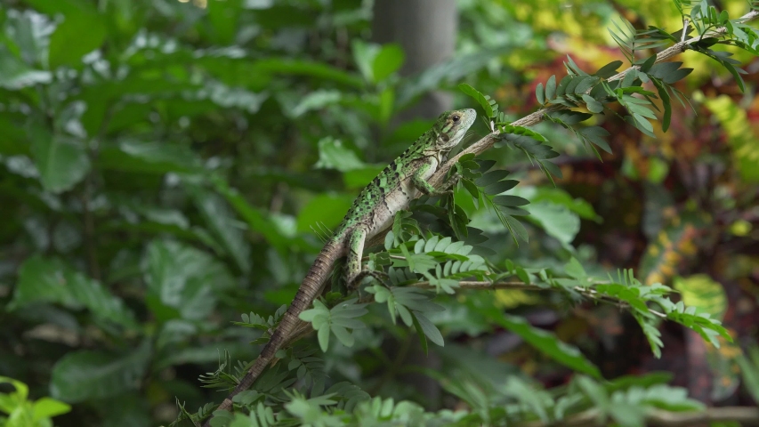 Lizard resting on a plant in Costa Rica