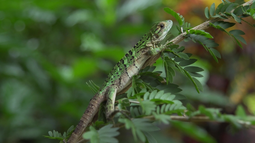 Lizard In Forest Tree In Costa Rica Image - Free Stock Photo - Public 