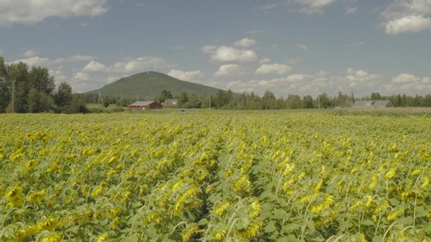 Bright vibrant rows of Sunflowers growing on farmland Northern Maine