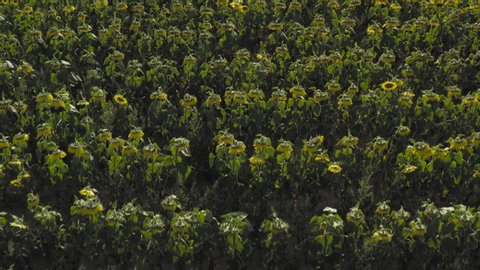 Large Sunflowers growing in rows. sweeping aerial top down shot