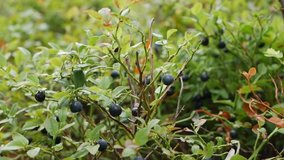 Wild organic blueberries in forest. Close-up of blueberry plant, with several blueberries ready to harvest. Raw and organic superfood ingredients for healthy food. Seasonal harvest of organic berry