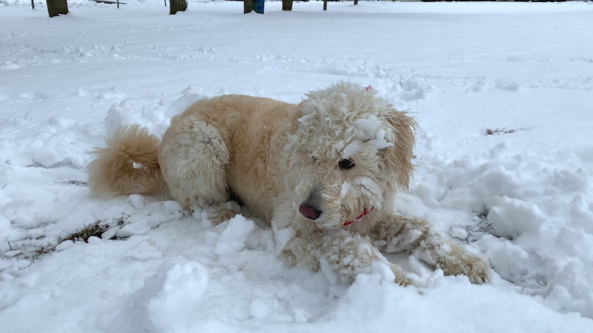 Happy, silly, cute dog playing and catching snow. Playful dog. Snow-covered cute dog face. Dog playing in the snow. slomo.