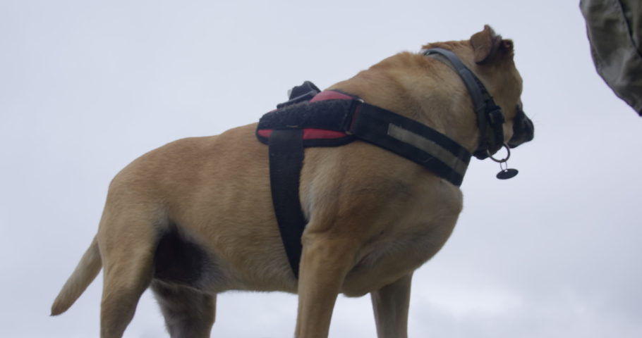 WS MS Father and daughter (8-9) with dogs on stone wall / Cape Town, South Africa