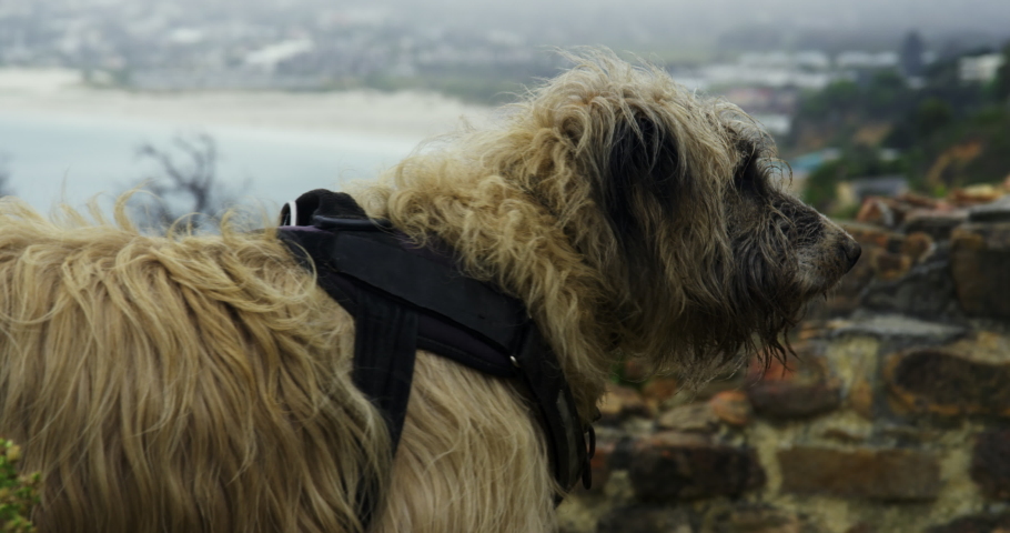 MS TU Dog looking around and panting / Cape Town, South Africa
