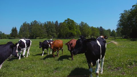 Wide shot of a group of Swedish milk cows walk curiously and gently towards the camera to investigate what it is on a sunny summer day on a green meadow in Sweden in slow motion.