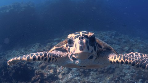 Beautiful sea turtle swimming underwater towards camera and posing,close up