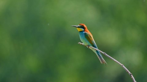 European bee-eater bird (Merops apiaster) perching on a branch in green nature background