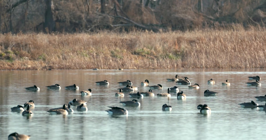 many geese float on the surface of a wetlands pond