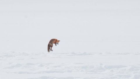 high frame rate clip of a red fox jumping and diving head first into snow at yellowstone national park in wyoming, usa