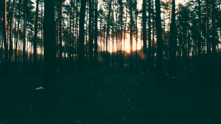 Beautiful Sunrise Sun Sunshine In Sunny Spring Coniferous Forest. Sunlight Sunbeams Through Woods In Forest Landscape. Royalty-Free Stock Footage #1057756564