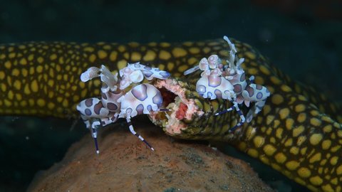 A couple of Harlequin shrimps - Hymenocera picta (feeding on a starfish). 4k underwater macro video. Tulamben, Bali, Indonesia.