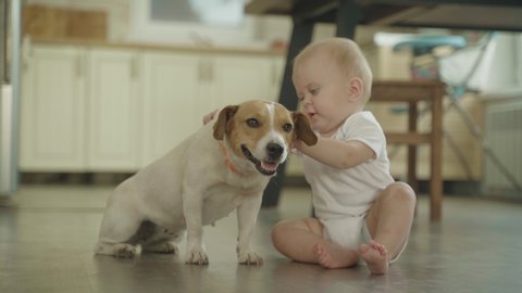 Little Baby Plays Dog Pet Jack Russell Terrier At Home