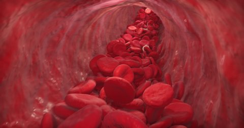 Inside Blood Vessel. Blood Stream inside Artery. Erythrocytes, Lymphocytes flow animation.   