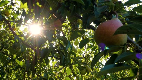 Pear tree with ripe fruits close up in sunlight. Fresh pears growing on branch in the garden with colorful sunbeams. Healthy fruits eating, harvest concept, raw vegan vitamins, organic local food. 4K
