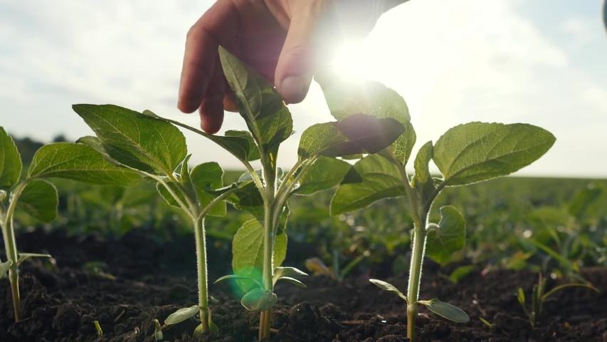 Agriculture environmental protection. farmer hand touches pouring sunflower plants low on black soil. farmer hand checks the crop in agriculture. planet protect eco concept | Shutterstock HD Video #1057764157