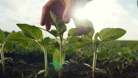 agriculture environmental protection. farmer hand touches pouring sunflower plants low on black soil. farmer hand checks the crop in agriculture. planet protect eco concept - Powered by Shutterstock - Get 15% off with code: PIKWIZARD15