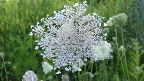 White Blooming of the Daucus carota (Queen Anne's lace flower) with the typical lone tiny purple flower in center.