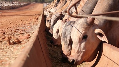 Agribusiness - Nellore cattle, white Nellore, Nelore cattle in the trough - Livestock