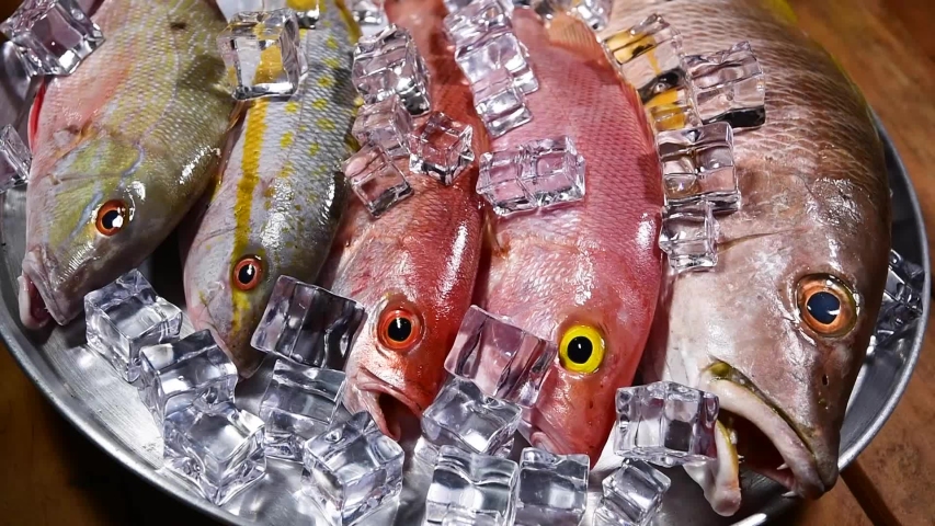 Close up fresh catch fish snappers spinning round frosted band with ice, food on wood bachground. Slow Motion