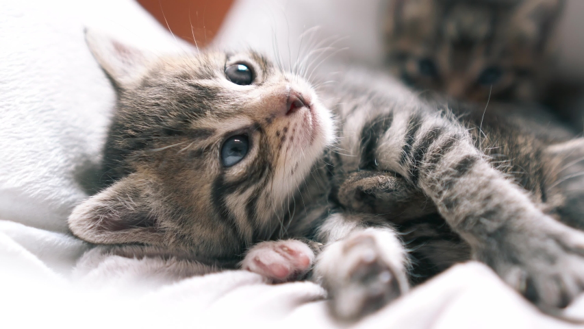 Kittens lying on his bed, playing, yawning. Very adorable and cared for home pets. | Shutterstock HD Video #1057769953