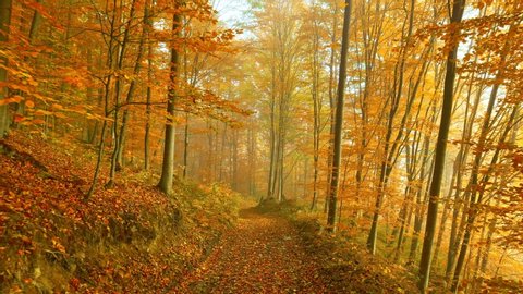 Walk along the path littered with autumn leaves. Autumn park or forest. Orange trees in a light haze. Autumn nature landscape