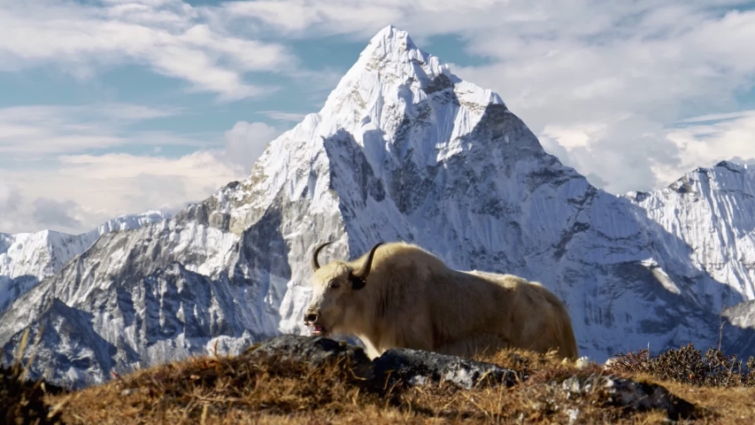 White yak in the Nepalese Himalayas. Snow-covered Ama Dablam mountain on the background, Nepal. Everest Base Camp trek (EBC). Steadicam shot, 4K Royalty-Free Stock Footage #1057775794